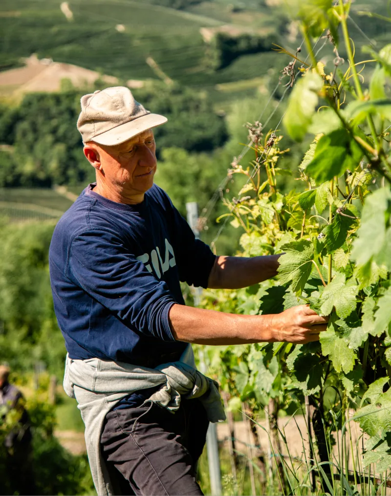 Preparazione viti