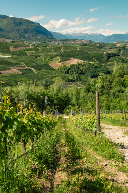 Dettaglio vigneto