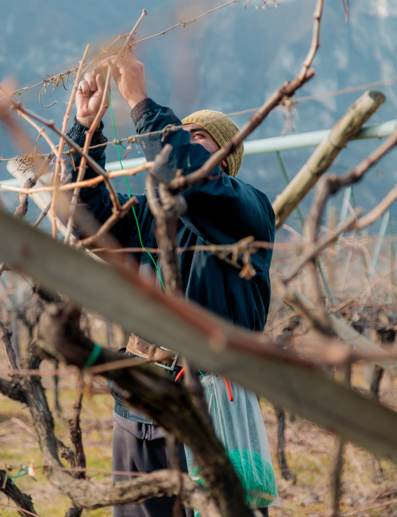 Immagine preparazione vigne