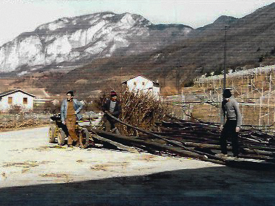 Azienda Agricola Dallona