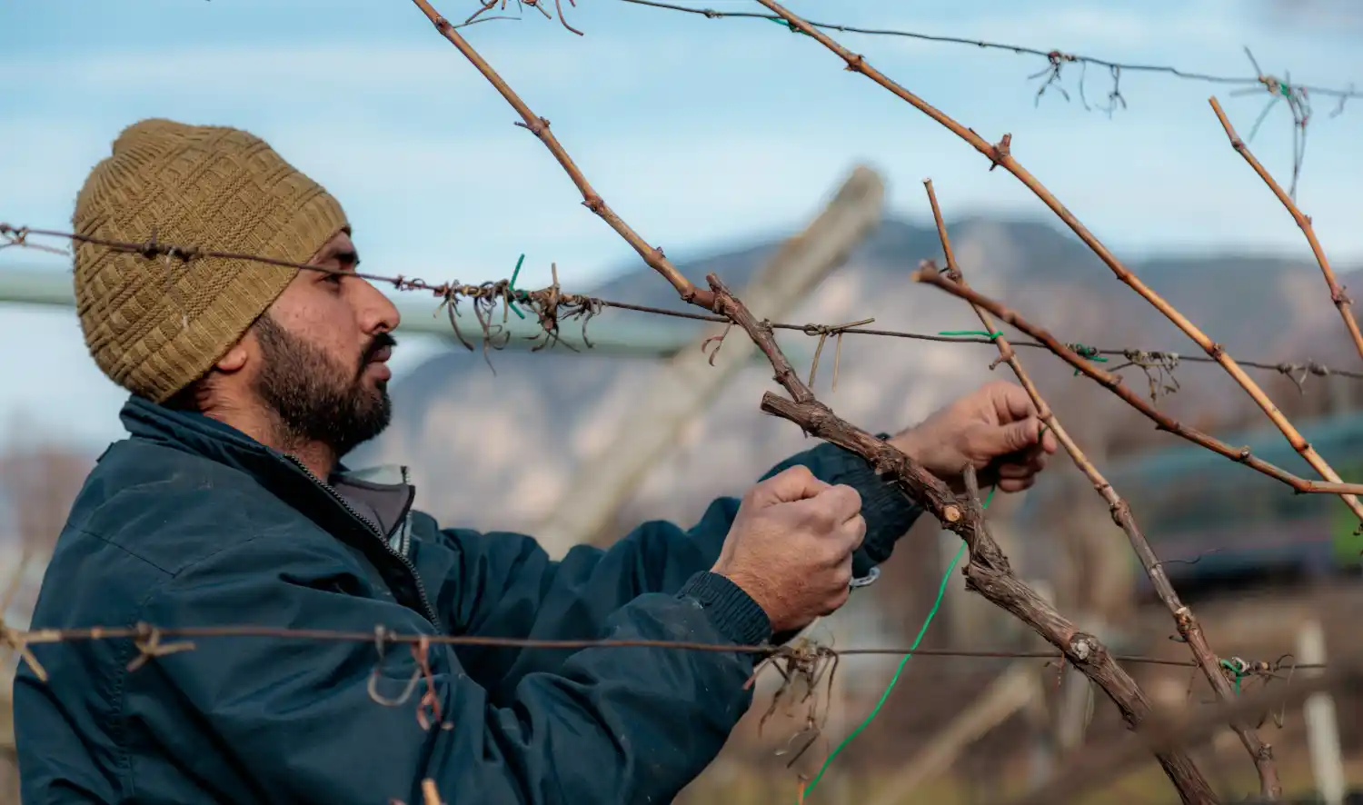 Immagine lavorazione vigne