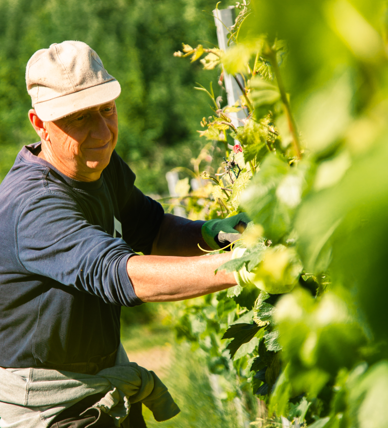 Immagine lavorazione vigne